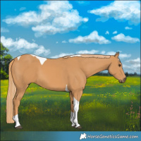Horse Color:Chestnut Tobiano 