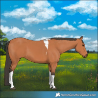 Horse Color:Bay Tobiano 