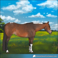 Horse Color:Bay Tobiano 