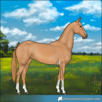 Horse Color:Chestnut Tobiano 