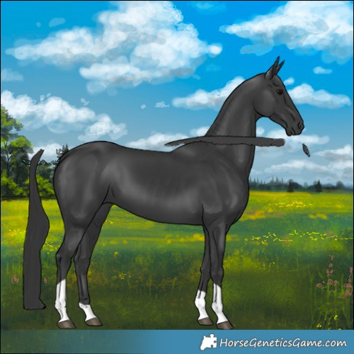 Horse Color:Black Tobiano 