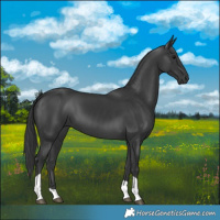 Horse Color:Black Tobiano 