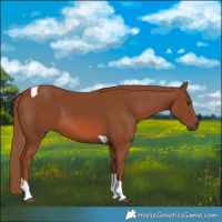 Horse Color:Chestnut Tobiano 