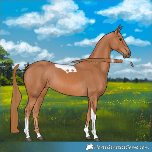 Horse Color:Chestnut Tobiano 