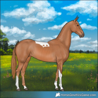 Horse Color:Chestnut Tobiano 