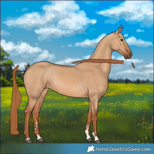 Horse Color:Red Dun 