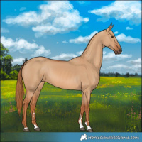 Horse Color:Red Dun 