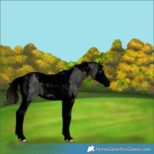 Horse Color:Void Midnight Buckskin Ice Splash Tobiano 