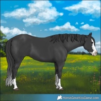 Horse Color:Black Splash