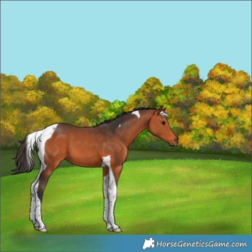 Horse Color:Bay Tobiano 