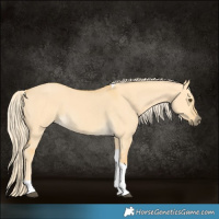 Horse Color:Palomino Dun Tobiano 