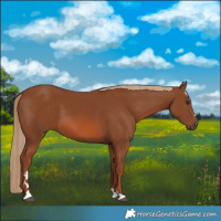 Horse Color:Chestnut 