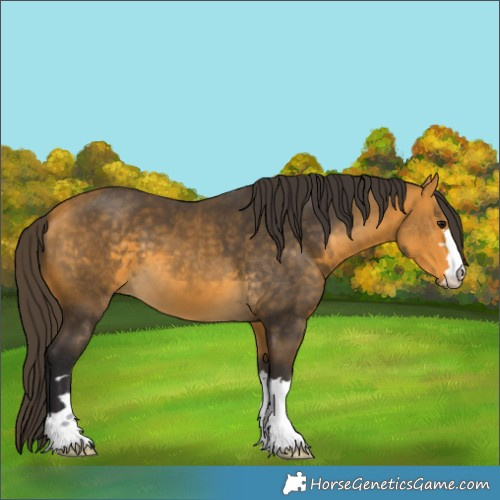 Horse Color:Buckskin 