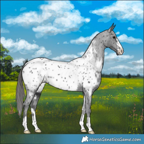 Horse Color:Black Appaloosa 