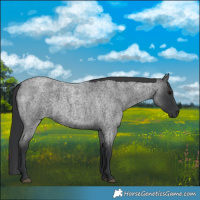 Horse Color:Blue Roan 