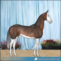 Horse Color:Brown Splash Rabicano