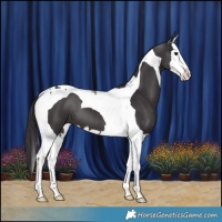Horse Color:Smoky Black Splash Tobiano