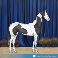 Horse Color:Smoky Black Splash Tobiano 