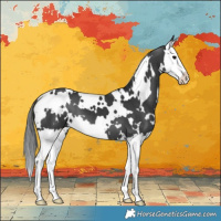 Horse Color:White Spotted Black Splash 