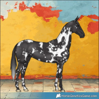 Horse Color:White Spotted Smoky Black 