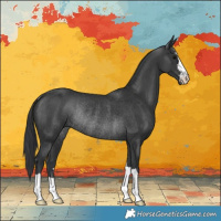 Horse Color:Black Rabicano 