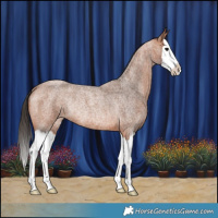 Horse Color:Bay Roan Splash Rabicano 