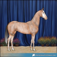 Horse Color:Bay Roan Splash Rabicano