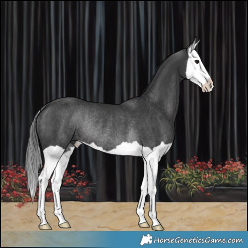 Horse Color:Black Splash Rabicano 