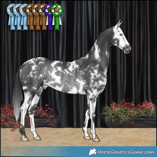 Horse Color:White Spotted Black Splash Rabicano 