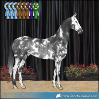 Horse Color:White Spotted Black Splash Rabicano 