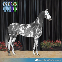 Horse Color:White Spotted Black Splash Rabicano 