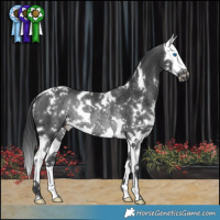Horse Color:White Spotted Black Splash Rabicano