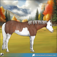 Horse Color:Silver Black Splash Rabicano