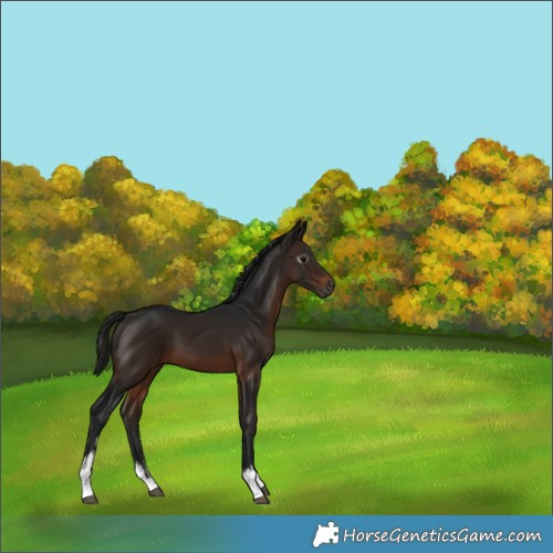 Horse Color:Gray White Spotted Bay 