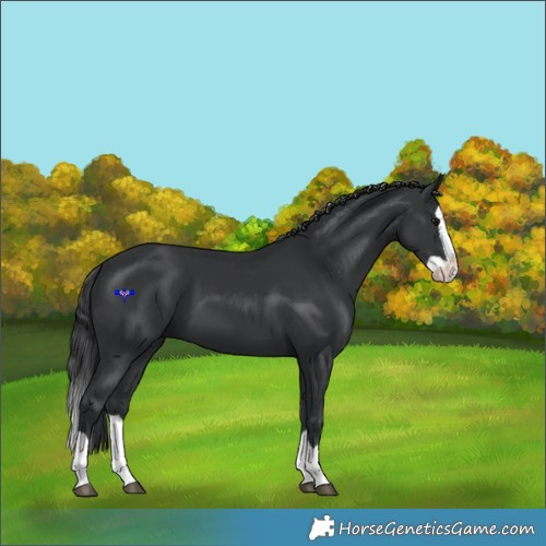 Horse Color:Black Splash 