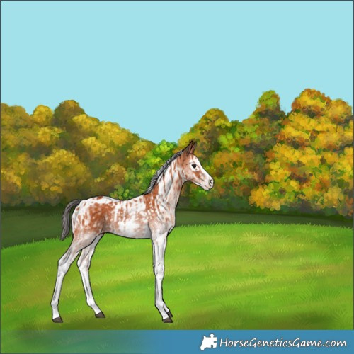 Horse Color:White Spotted Bay Splash  and White Spotted Bay Splash Tobiano 