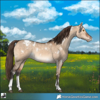 Horse Color:White Spotted Bay Dun Tobiano Appaloosa Rabicano 