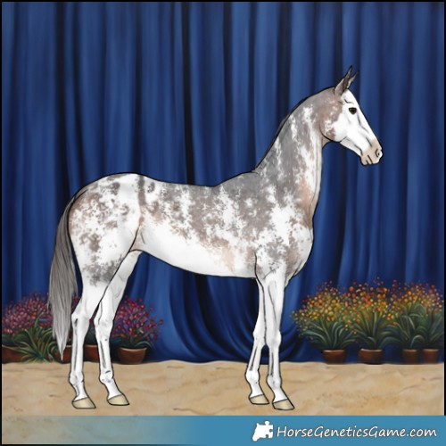 Horse Color:Brown Sabino Splash Appaloosa 