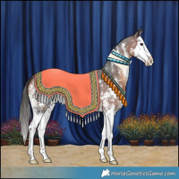 Horse Color:Brown Sabino Splash Appaloosa 