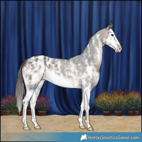 Horse Color:Brown Sabino Splash Appaloosa 