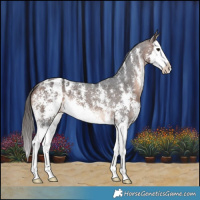Horse Color:Brown Sabino Splash Appaloosa