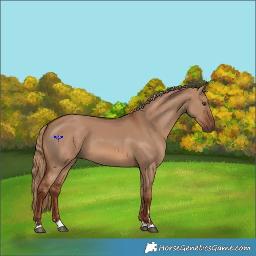 Horse Color:Red Dun