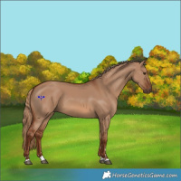 Horse Color:Red Dun 