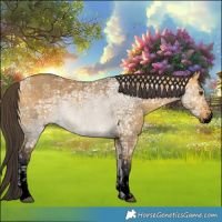 Horse Color:Void Buckskin Ice Dun Sabino 