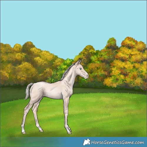 Horse Color:Gold Cream Champagne Pearl 