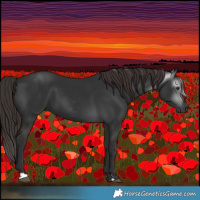 Horse Color:Gray Liver Chestnut