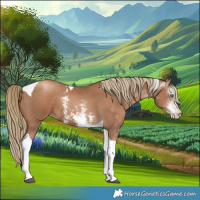 Horse Color:Gray Chestnut Pearl Sabino Tobiano