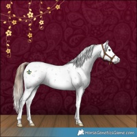 Horse Color:Gray Liver Chestnut Sabino 
