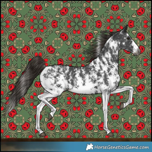 Horse Color:Gray Liver Chestnut Sabino 