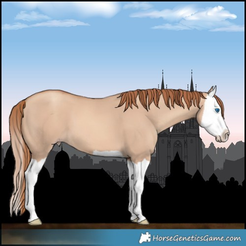 Horse Color:Gold Champagne Dun Splash 